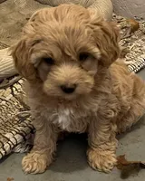 processed/44933719-ee59-45fc-98fa-9df612cf3a78/facility/833cef1f-7906-41cd-8a4f-27344bc0ddd2