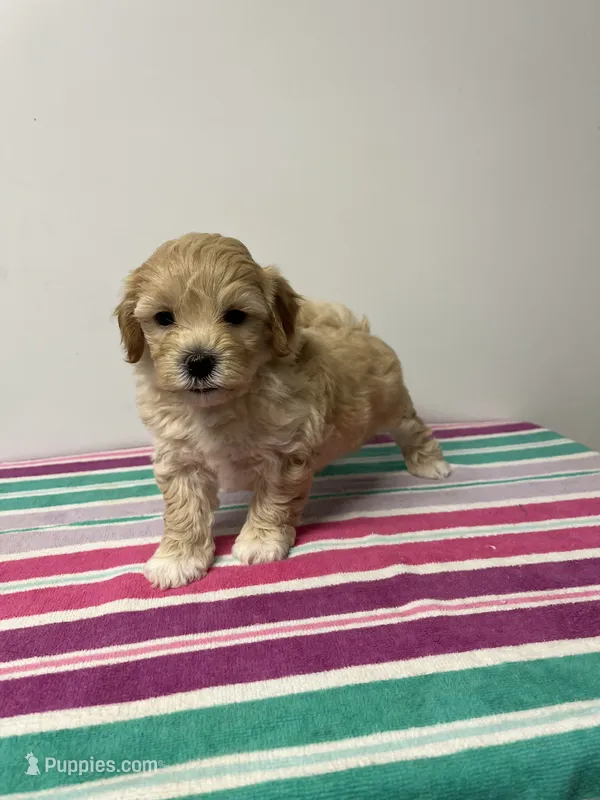 Jimmy – Maltipoo puppy for sale in Seymour, MO