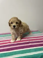 Jimmy, a male Maltipoo for sale in Seymour, MO – 1 of 3
