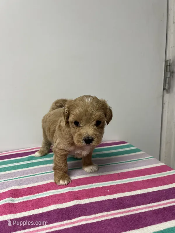 Robbie – Maltipoo puppy for sale in Seymour, MO