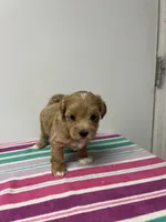 Robbie, a male Maltipoo for sale in Seymour, MO – 1 of 3
