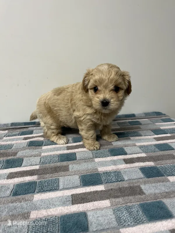Colby – Maltipoo puppy for sale in Seymour, MO