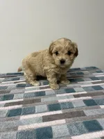 Colby, a male Maltipoo for sale in Seymour, MO – 3 of 4