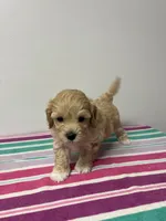 Jimmy, a male Maltipoo for sale in Seymour, MO – 2 of 3