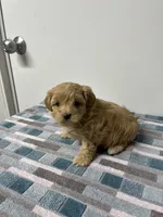 Peaches, a female Maltipoo for sale in Seymour, MO – 2 of 4