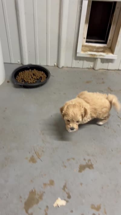Mary, a female Maltipoo for sale in Seymour, MO – 3 of 3