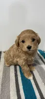 Eleanor, a female Maltipoo for sale in Seymour, MO – Photo 2 of 3