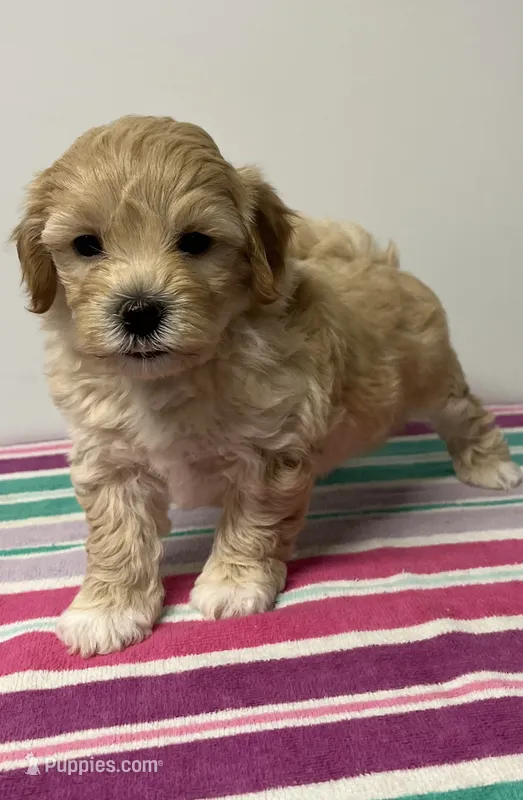 Mary – Maltipoo puppy for sale in Seymour, MO