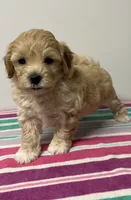 Mary, a female Maltipoo for sale in Seymour, MO – 1 of 3