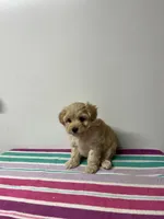Violet, a female Maltipoo for sale in Seymour, MO – 2 of 3