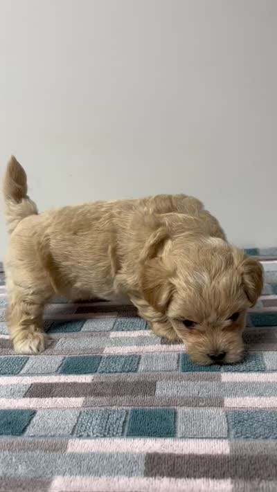 Colby, a male Maltipoo for sale in Seymour, MO – 4 of 4