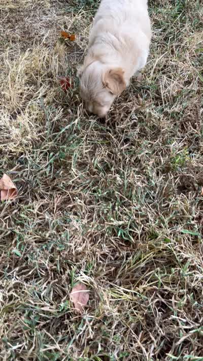 John, a male Maltipoo for sale in Seymour, MO – 3 of 3