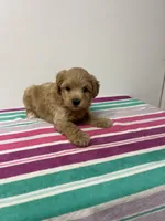 Jeff, a male Maltipoo for sale in Seymour, MO – 2 of 3
