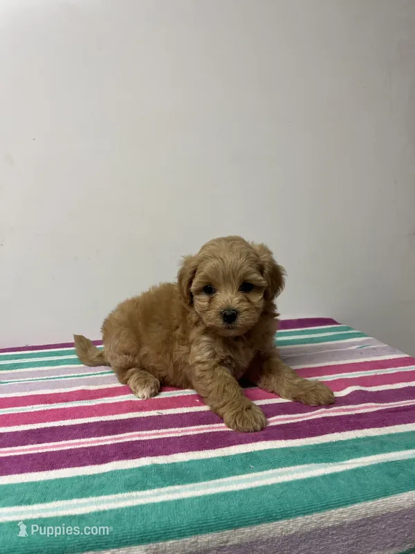 John – Maltipoo puppy for sale in Seymour, MO
