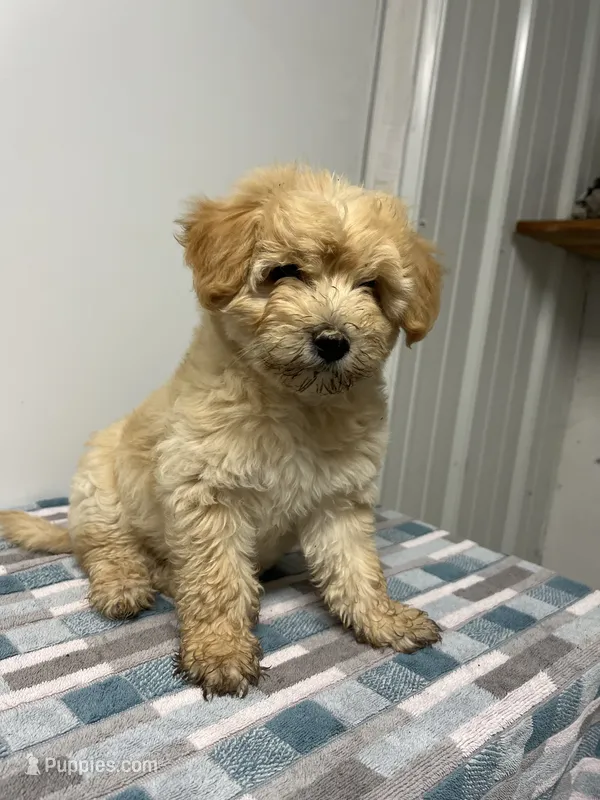 Cheddar – Maltipoo puppy for sale in Seymour, MO