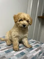 Cheddar, a male Maltipoo for sale in Seymour, MO – 1 of 7