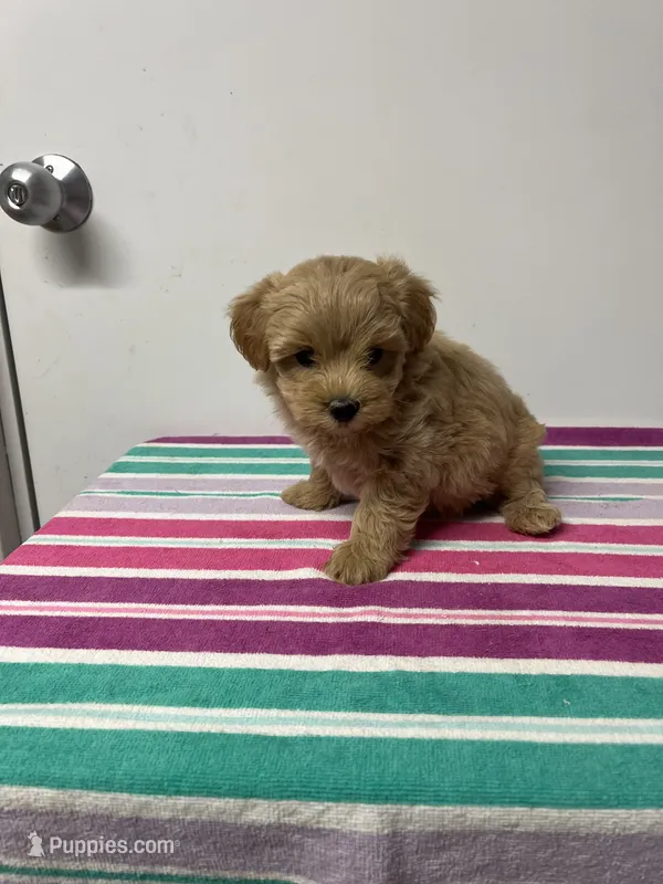 Pete – Maltipoo puppy for sale in Seymour, MO