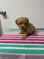 Pete, a male Maltipoo for sale in Seymour, MO – 1 of 3