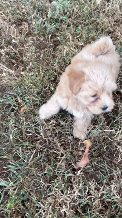Rosie, a female Maltipoo for sale in Seymour, MO – 3 of 3