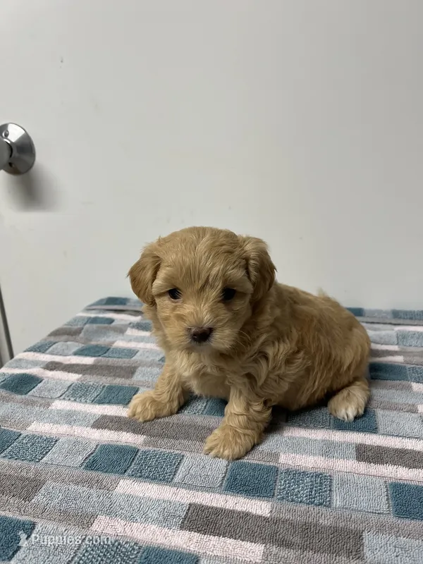 Peaches, a female Maltipoo for sale in Seymour, MO – 1 of 4