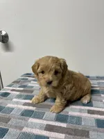 Peaches, a female Maltipoo for sale in Seymour, MO – 1 of 4