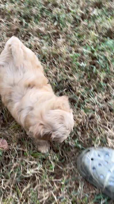 Jeff, a male Maltipoo for sale in Seymour, MO – 3 of 3