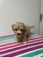 Wally, a male Maltipoo for sale in Seymour, MO – 2 of 3