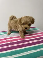 Pete, a male Maltipoo for sale in Seymour, MO – 2 of 3