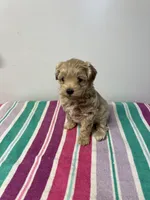 Taffy, a female Maltipoo for sale in Seymour, MO – Photo 2 of 2