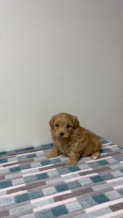 Peaches, a female Maltipoo for sale in Seymour, MO – 4 of 4
