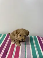 Twinkles, a female Maltipoo for sale in Seymour, MO – Photo 2 of 2