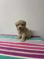 Shaggy, a male Maltipoo for sale in Seymour, MO – 2 of 3