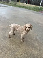 Buddy, a male Poodle - Toy  for sale in Seymour, MO – Photo 2 of 3