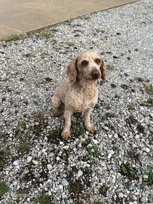Buddy, a male Poodle - Toy  for sale in Seymour, MO – Photo 1 of 3