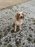 Buddy, a male Poodle - Toy  for sale in Seymour, MO – Photo 1 of 3