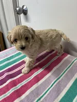 Marshmallow, a female Maltipoo for sale in Seymour, MO – Photo 2 of 2