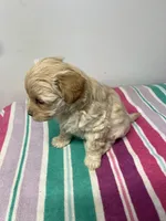 Marshmallow, a female Maltipoo for sale in Seymour, MO – Photo 1 of 2