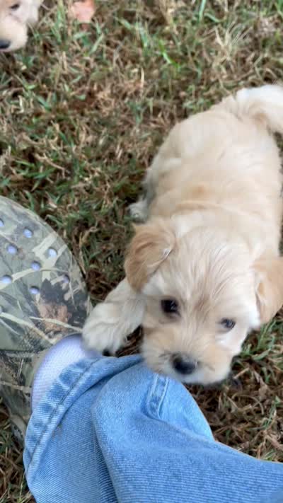 Violet, a female Maltipoo for sale in Seymour, MO – 3 of 3