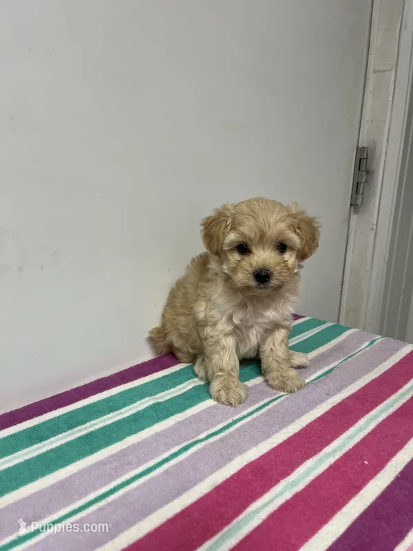 Violet – Maltipoo puppy for sale in Seymour, MO