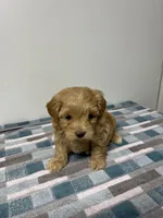 Peaches, a female Maltipoo for sale in Seymour, MO – 3 of 4