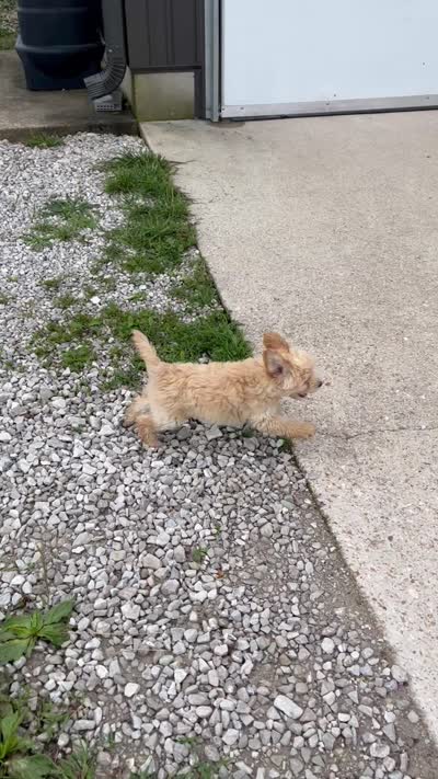 Cheddar, a male Maltipoo for sale in Seymour, MO – 5 of 7