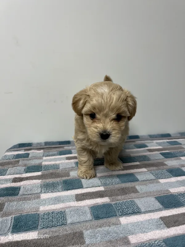 Colby – Maltipoo puppy for sale in Seymour, MO