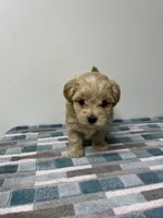 Colby, a male Maltipoo for sale in Seymour, MO – 1 of 4