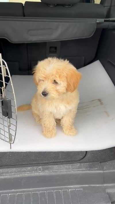 Cheddar, a male Maltipoo for sale in Seymour, MO – 6 of 7