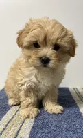 Butterscotch, a female Maltipoo for sale in Seymour, MO – Photo 3 of 3