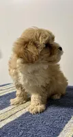 Butterscotch, a female Maltipoo for sale in Seymour, MO – Photo 2 of 3