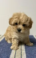 Butterscotch, a female Maltipoo for sale in Seymour, MO – Photo 1 of 3