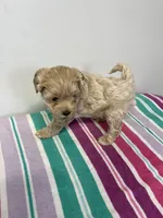 Taffy, a female Maltipoo for sale in Seymour, MO – Photo 1 of 2