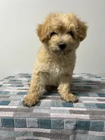 Cheddar, a male Maltipoo for sale in Seymour, MO – 4 of 7