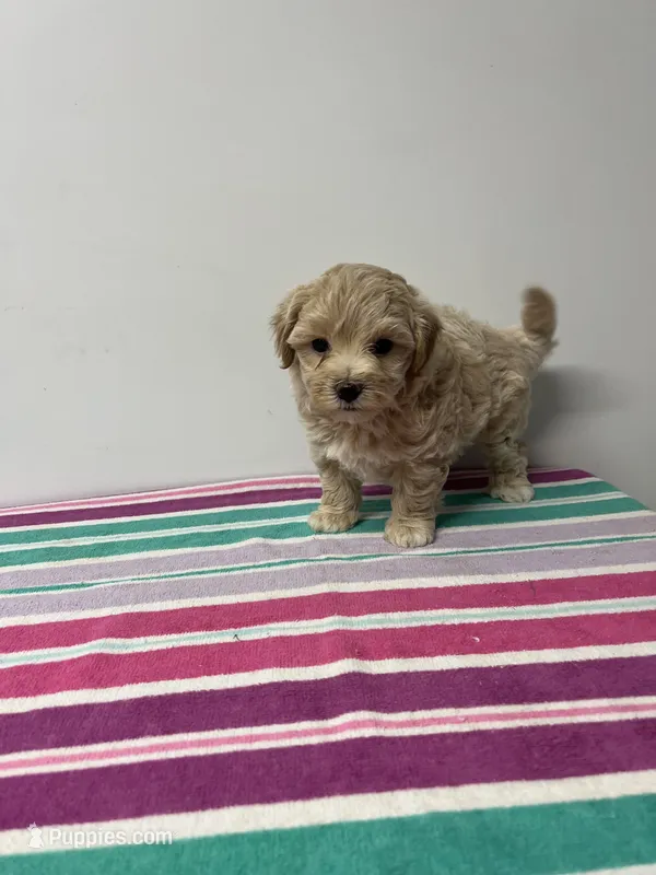 Wally – Maltipoo puppy for sale in Seymour, MO